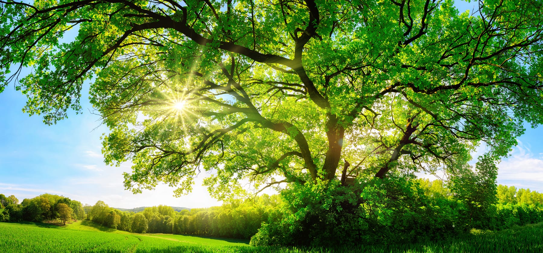 Summer Oak Tree